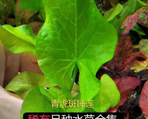 黑木蕨叶子卷曲原因与处理方法（如何有效防治黑木蕨叶子卷曲问题）-第2张图片-绿意生活