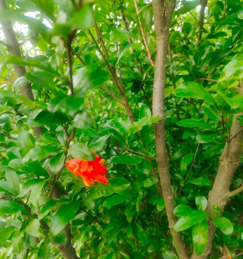 白石榴树的花期特点（了解白石榴树的开花规律，轻松种好白石榴）-第3张图片-绿意生活