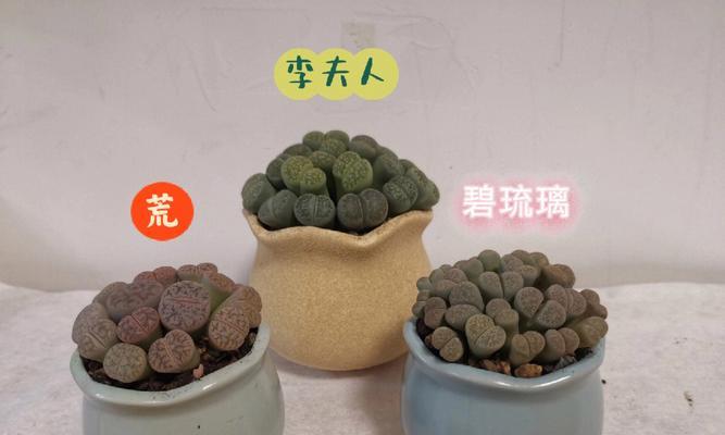 生石花繁殖方法和注意事项（如何成功繁殖生石花）-第1张图片-绿意生活