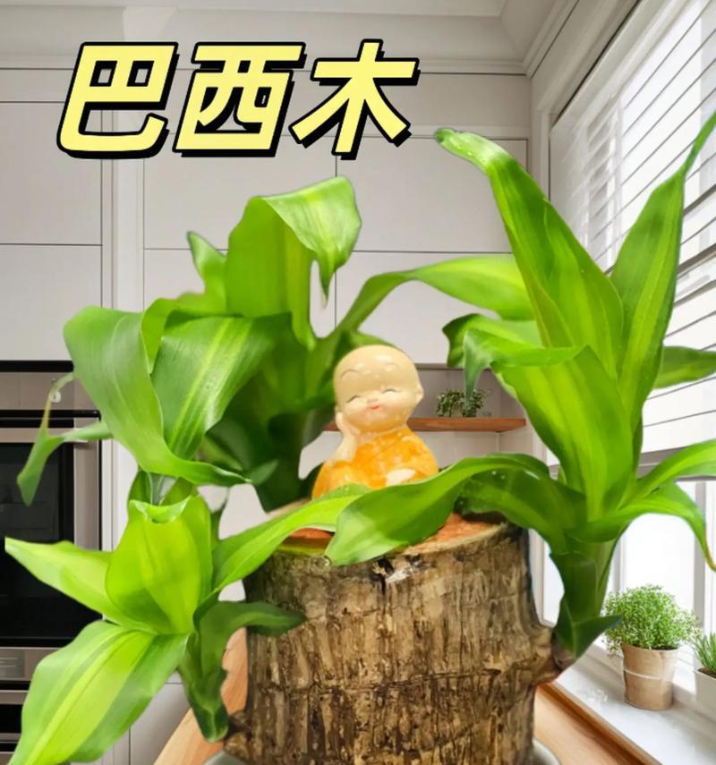 巧克力的美味秘密——巧克力的养殖方法和注意事项（巴西美人的神奇之处与栽培技巧）-第1张图片-绿意生活