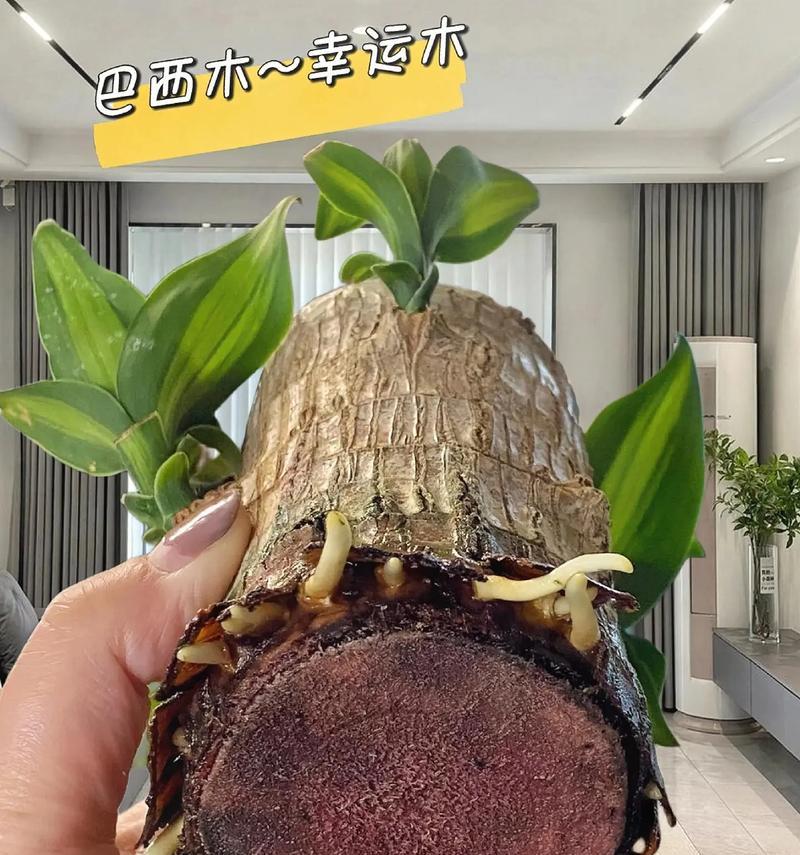 巧克力的美味秘密——巧克力的养殖方法和注意事项（巴西美人的神奇之处与栽培技巧）-第2张图片-绿意生活