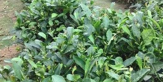 茶叶水的花卉浇灌之道（适合浇什么花？如何使用？茶叶水的功效）-第2张图片-绿意生活