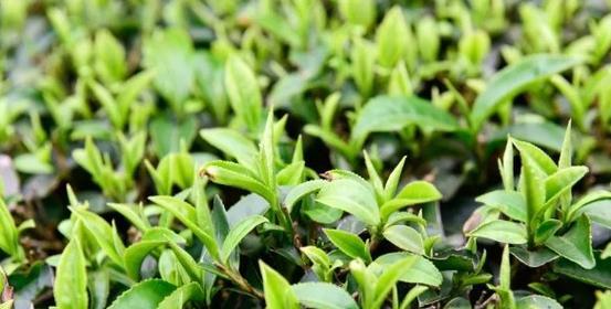 茶叶水的花卉浇灌之道（适合浇什么花？如何使用？茶叶水的功效）-第3张图片-绿意生活