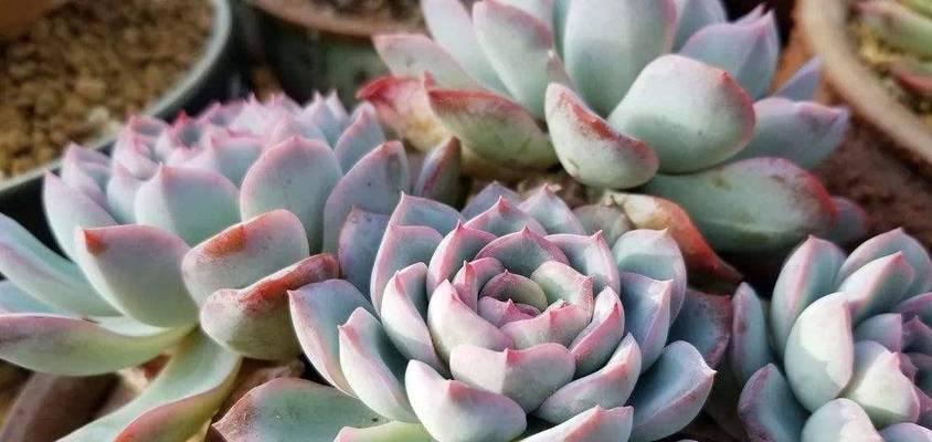 多肉植物冬天如何过？（避免多肉被冻死，留意这些关键点。）-第2张图片-绿意生活