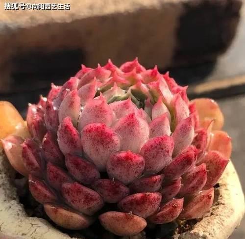 多肉植物冬天如何过？（避免多肉被冻死，留意这些关键点。）-第3张图片-绿意生活