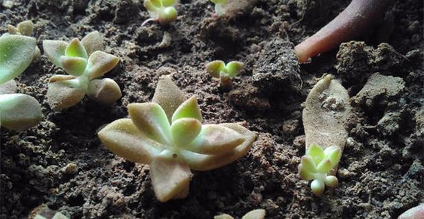 姬胧月养爆头全攻略（打造最强爆头，让姬胧月成为战斗力担当）-第1张图片-绿意生活