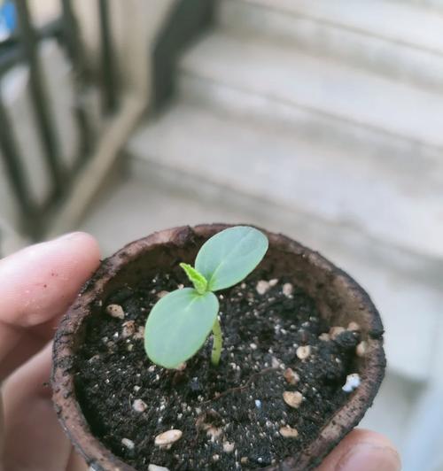 如何正确收获火参果种子（学会收获，让你的火参果种植更成功）-第3张图片-绿意生活