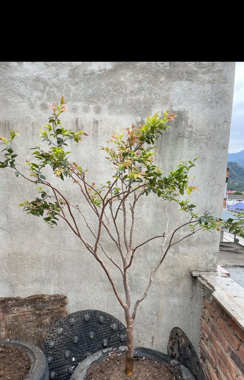 嘉宝果冬天掉叶子的原因分析（解读嘉宝果掉叶子的四大原因，提高果树养护技巧）-第2张图片-绿意生活