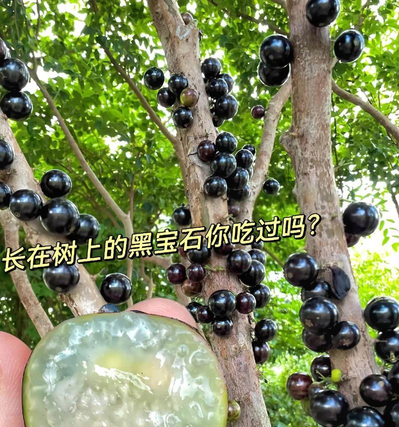 嘉宝果冬天掉叶子的原因分析（解读嘉宝果掉叶子的四大原因，提高果树养护技巧）-第3张图片-绿意生活