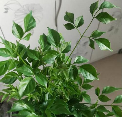 如何给大盆幸福树换土？-第3张图片-绿意生活