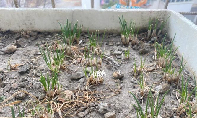 怎样冷冻保存葱花？（让葱花保持新鲜味道的小技巧）-第3张图片-绿意生活