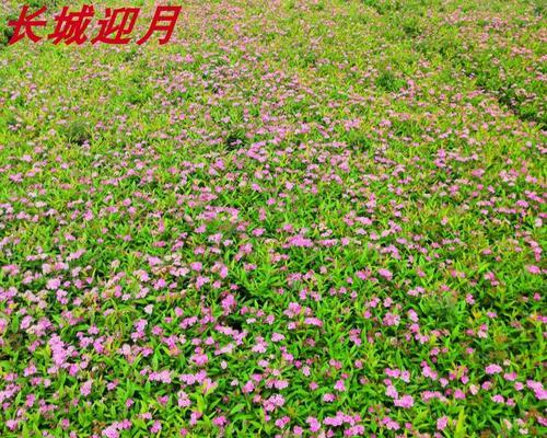 菊花——木本还是草本？（探讨菊花的植物分类及生长习性）-第1张图片-绿意生活