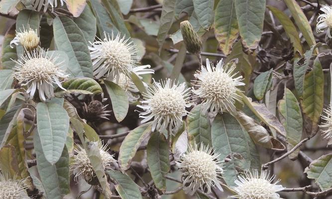 菊花——木本还是草本？（探讨菊花的植物分类及生长习性）-第3张图片-绿意生活