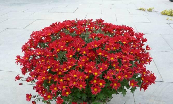 菊花——木本还是草本？（探讨菊花的植物分类及生长习性）-第2张图片-绿意生活