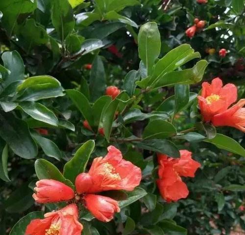 富贵树花开美丽无比（探寻富贵树的开花奥秘）-第1张图片-绿意生活