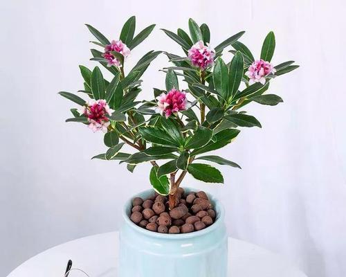 富贵树花开美丽无比（探寻富贵树的开花奥秘）-第2张图片-绿意生活