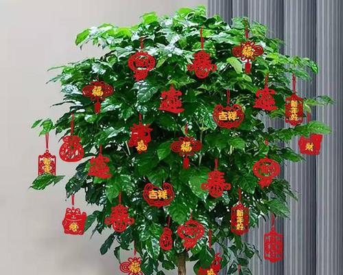 富贵树花开美丽无比（探寻富贵树的开花奥秘）-第3张图片-绿意生活