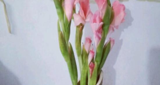 金边剑兰适合放在哪里？（打造舒适养花环境，赏心悦目的花卉之选）-第1张图片-绿意生活