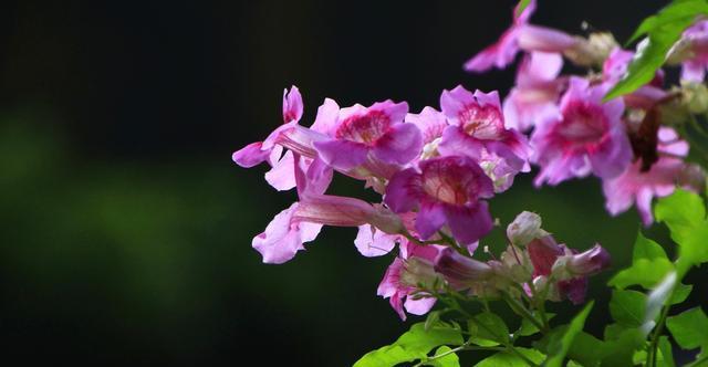 家里种凌霄花的风水效应（从风水角度解析凌霄花的神秘魅力）-第1张图片-绿意生活