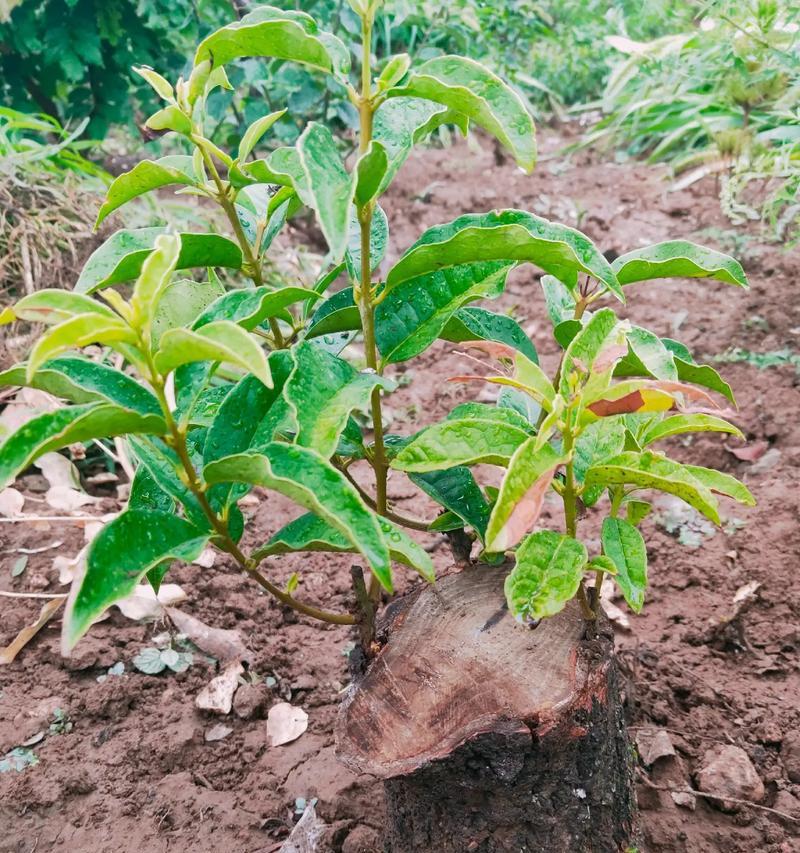 开心果盆栽的养殖技巧（打造美丽园林，自己动手种植开心果树）-第1张图片-绿意生活
