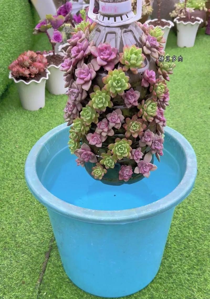 如何正确浇水多肉？（掌握浇水时间和方法，让多肉长得更加健康）-第1张图片-绿意生活