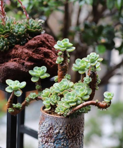 多肉植物的生长与养护（多肉植物的品种、繁殖、病虫害防治、适宜环境和注意事项）-第1张图片-绿意生活