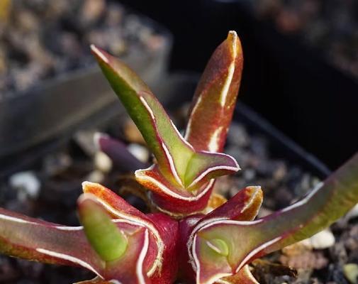 多肉植物的生长与养护（多肉植物的品种、繁殖、病虫害防治、适宜环境和注意事项）-第3张图片-绿意生活