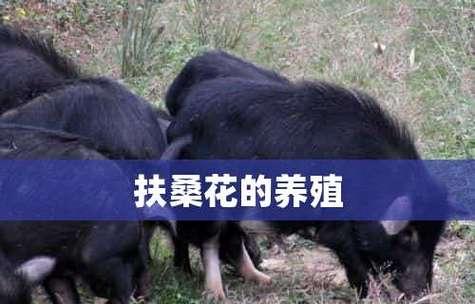 如何扦插繁殖扶桑花（图解方法，轻松操作）-第1张图片-绿意生活