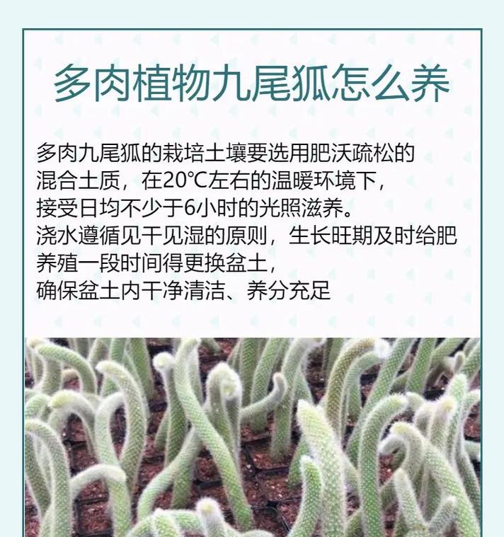 多肉植物如何配土种植？（配制方法详解，让你的多肉茁壮成长）-第3张图片-绿意生活