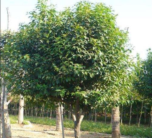 大叶女贞——一种什么类型的植物？（乔木还是灌木？探究大叶女贞的植物分类）-第2张图片-绿意生活