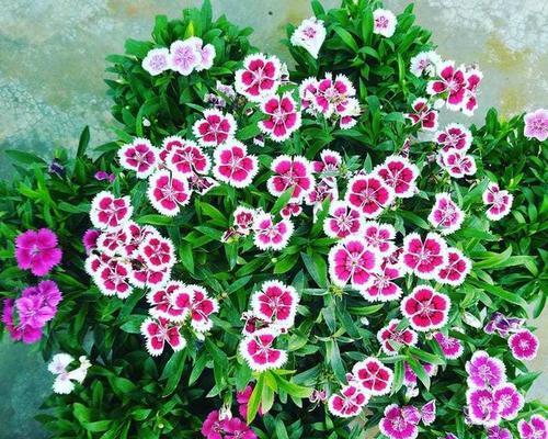 海石竹的花期及生长特点（探究海石竹的开花时间及栽培技巧）-第2张图片-绿意生活