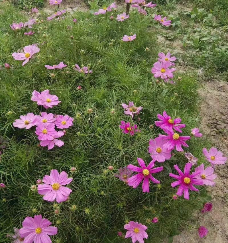海石竹的花期及生长特点（探究海石竹的开花时间及栽培技巧）-第3张图片-绿意生活