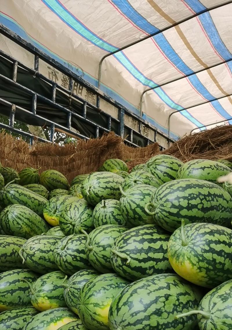 寻找西瓜的故乡——西瓜产地在哪里？（探究西瓜的起源与分布）-第2张图片-绿意生活