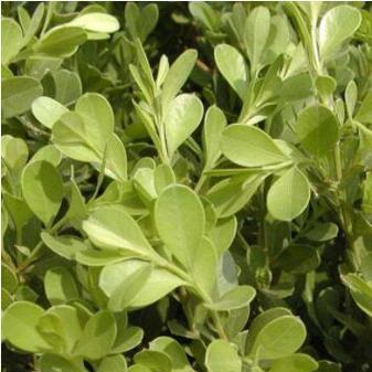 探究黄杨的草本性质（从植物学角度看黄杨的分类特征）-第1张图片-绿意生活