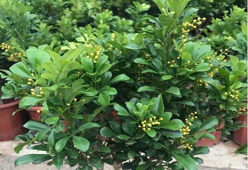 探究黄杨的草本性质（从植物学角度看黄杨的分类特征）-第3张图片-绿意生活
