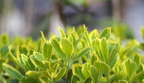 探究黄杨的草本性质（从植物学角度看黄杨的分类特征）-第2张图片-绿意生活