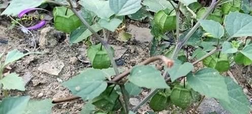 灯笼草与灯笼果的区别（相似之处与不同点）-第2张图片-绿意生活