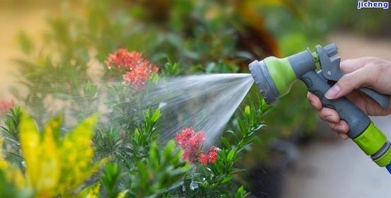 茶叶水（适合浇什么花？茶叶水的营养价值与使用方法详解）-第3张图片-绿意生活
