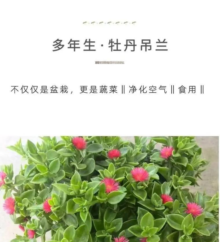 牡丹吊兰的养殖方法和注意事项（打造独特生活氛围，关注牡丹吊兰这些要点）-第1张图片-绿意生活