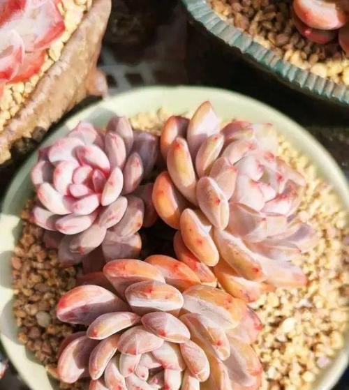 多肉植物冬季养护要点（不会冻死的多肉养护法）-第1张图片-绿意生活