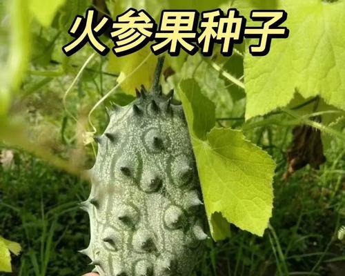 如何收获火参果的种子并保存（火参果种子收获方法及保存技巧）-第3张图片-绿意生活