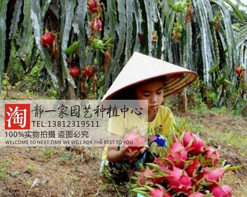 探究火龙果种子的种植方法（火龙果种子种植全攻略）-第2张图片-绿意生活