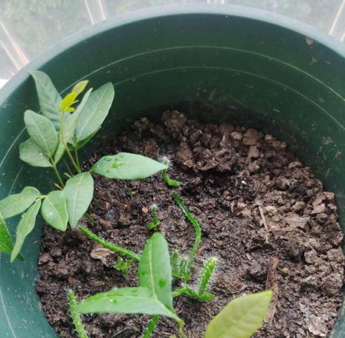 探究火龙果种子的种植方法（火龙果种子种植全攻略）-第3张图片-绿意生活