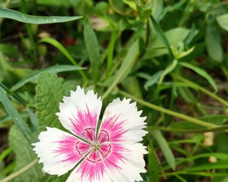 石竹花期多长时间？（探究石竹开花的时间及其影响因素。）-第3张图片-绿意生活