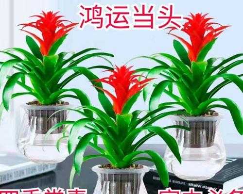 如何养护健康的凤梨花？（凤梨花养殖方法与注意事项，让你的凤梨花长得更健康）-第3张图片-绿意生活