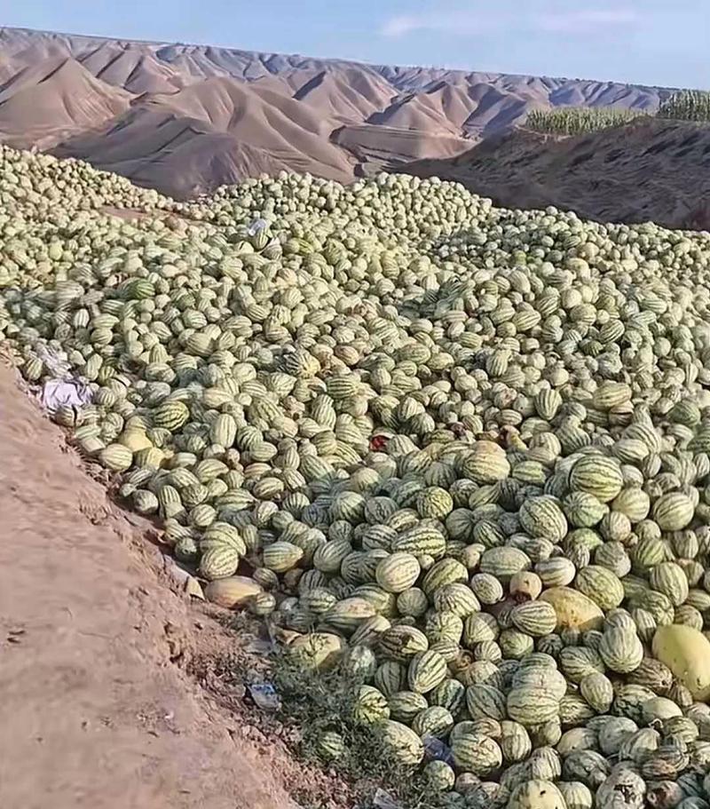 西瓜的产地（寻找西瓜的故乡与品种多样性）-第1张图片-绿意生活
