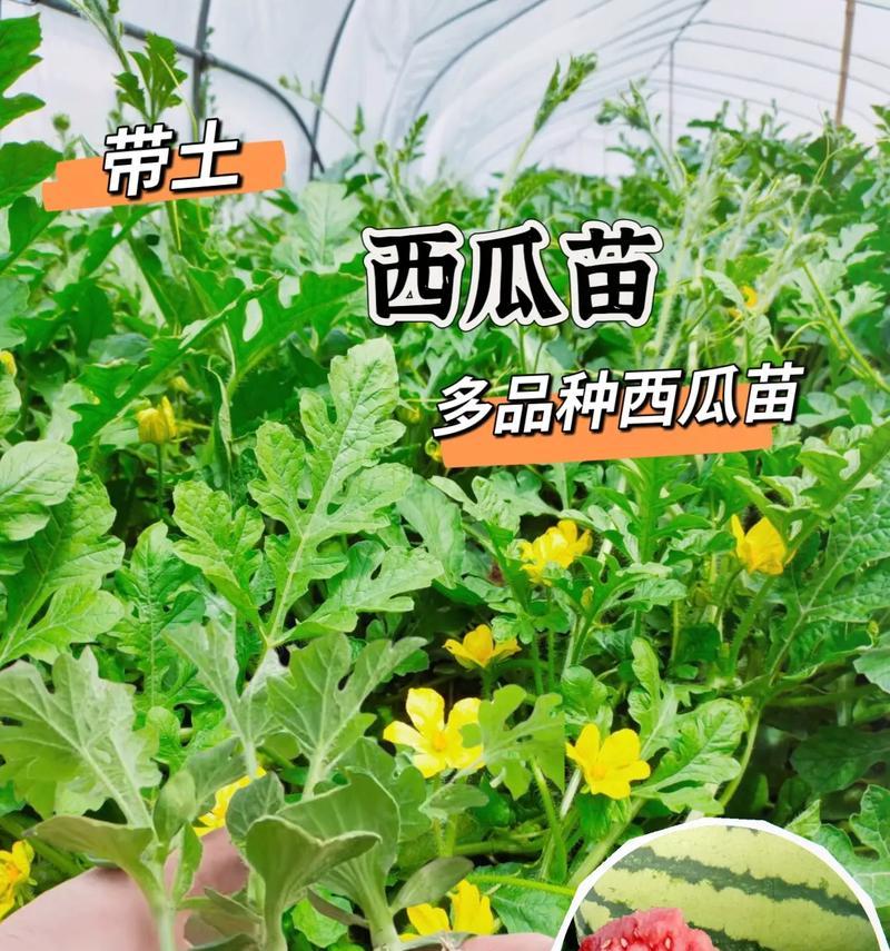 西瓜的产地（寻找西瓜的故乡与品种多样性）-第3张图片-绿意生活