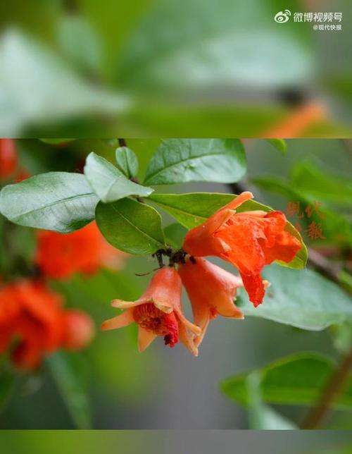 石榴树开花频率的探究（一年开几次花？了解石榴树的生长规律）-第1张图片-绿意生活