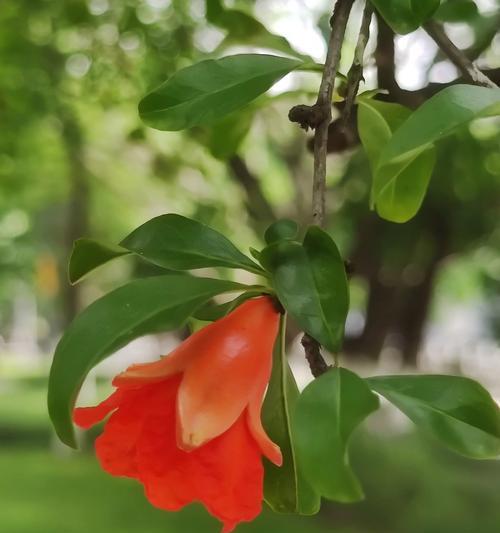 石榴树开花频率的探究（一年开几次花？了解石榴树的生长规律）-第2张图片-绿意生活