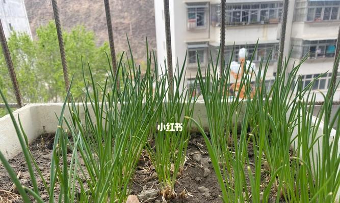 葱花可冷冻保存的正确方法（葱花怎样才能不失鲜味地保存？）-第2张图片-绿意生活